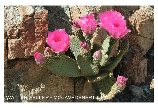 beavertail cactus in bloom